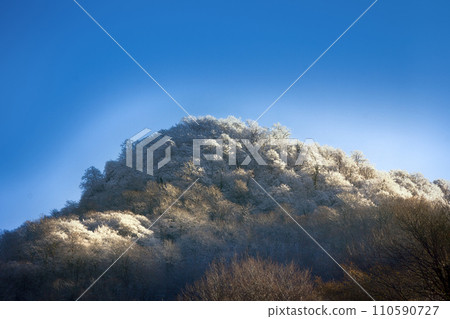 Subtropical deciduous forests during cold weather Subtropical deciduous forests during cold weather 110590727
