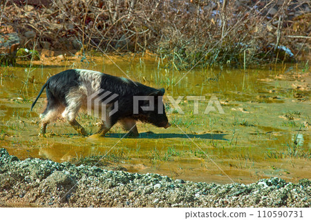 Pigs are free-living in the Caucasus Pigs are free-living in the Caucasus 110590731