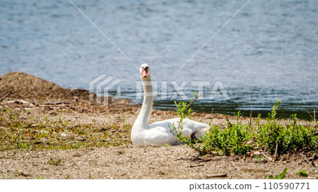 Swan 110590771