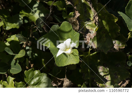Beaumontia grandiflora or easter lily vine Beaumontia grandiflora or easter lily vine 110590772