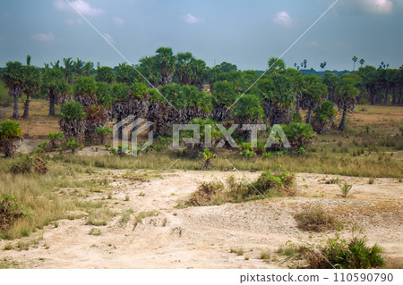 Salinity (kallar) and weak agriculture in South India 110590790