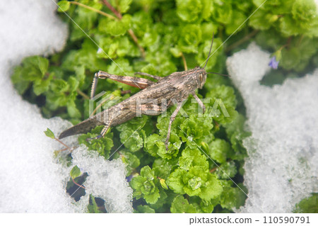 Snow fell on green grass and grasshopper did not have time to spend winter. Sudden transition from autumn to winter, pre-winter season, first snow, fresh sledge track. Animal ecology. Colchis Snow fell on green grass and grasshopper did not have time to spend winter. Sudden transition from autumn to winter, pre-winter season, first snow, fresh sledge track. Animal ecology. Colchis 110590791