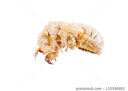 Frightening larva beetle woodworm Frightening larva beetle woodworm 110590801