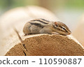 A nap in Chipmunk 110590887