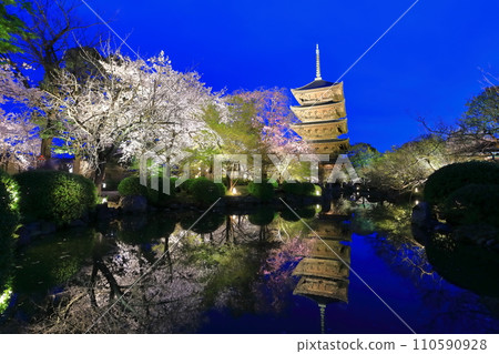 【京都府】東寺和夜間盛開的櫻花（特別夜景） 110590928