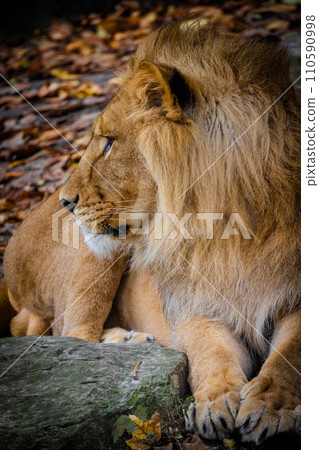 Regal Repose, Lion Regal Repose, Lion 110590998