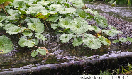 Landscape of wasabi field Landscape of wasabi field 110591425