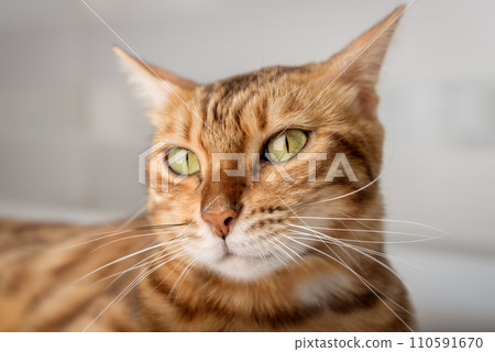 Portrait of an adorable Bengal cat. Portrait of an adorable Bengal cat. 110591670