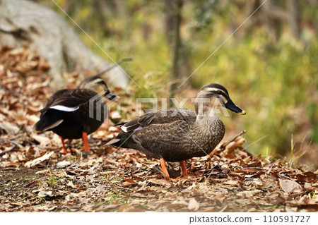 Ducks looking for food 110591727
