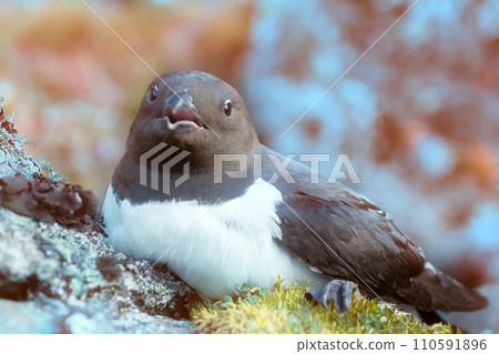 Little auk special subspecies Little auk special subspecies 110591896