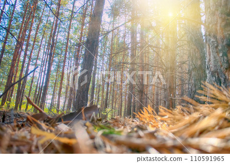 Pine forest, morning 110591965