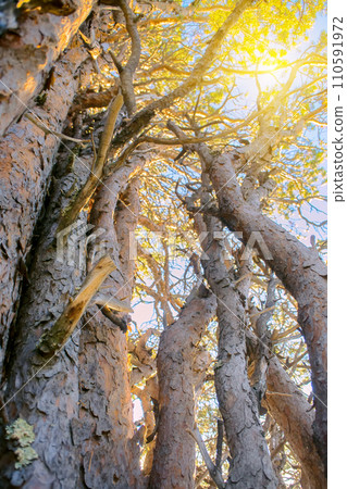 Intertwining of trunks and branches of pine Intertwining of trunks and branches of pine 110591972