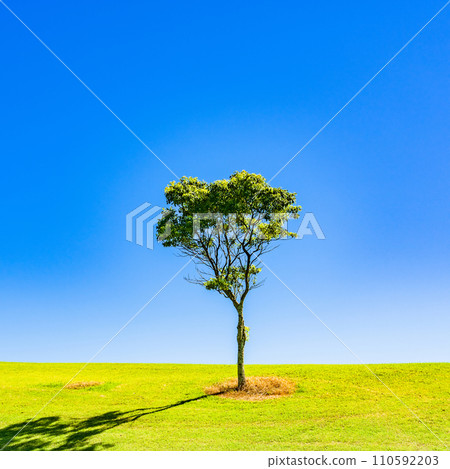 A tree grows in a meadow [Image of growth] 110592203