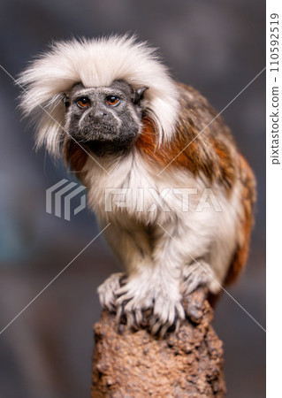 Portrait image of a cotton top tamarin (saguinus oedipus) sitting on a branch 110592519