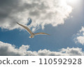 Image of White seagull bird on the blue sky with clouds as a symbol of hope 110592928