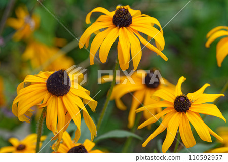 Blooming purple coneflower. Echinacea purpurea ,eastern purple coneflower or hedgehog coneflower Blooming purple coneflower. Echinacea purpurea ,eastern purple coneflower or hedgehog coneflower 110592957