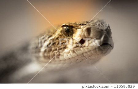 Western diamondback rattlesnake (Crotalus atrox) Western diamondback rattlesnake (Crotalus atrox) 110593029