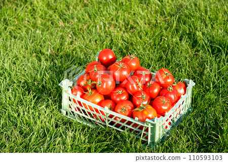 Red ripe tomatoes on green grass on a summer day 110593103