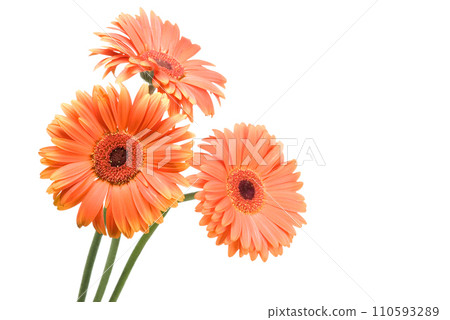 Gerbera flowers Gerbera flowers 110593289
