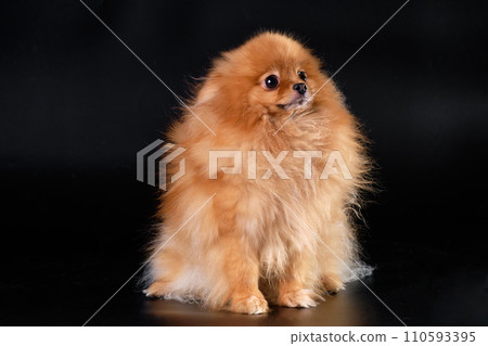 Pomeranian dog on a black background with lots of hair , side view Pomeranian dog on a black background with lots of hair , side view 110593395