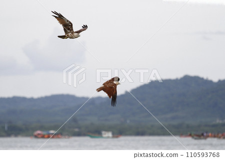Red eagle fly on the sky in nature at thailand Red eagle fly on the sky in nature at thailand 110593768