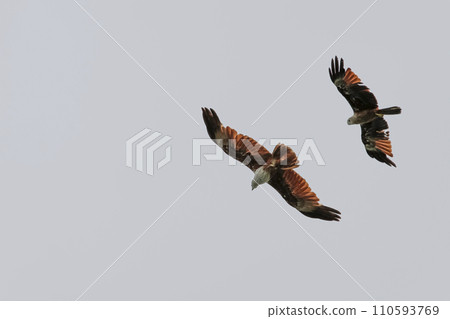 The Red eagle fly on the sky in nature at thailand 110593769