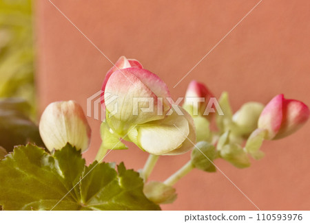 Flowering plant of begonia Flowering plant of begonia 110593976
