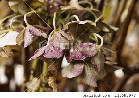 Flowering plant of  hydrangea , hortensia 110593978