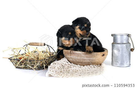 puppies rottweiler in studio 110594353