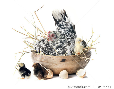 serama chicken and chicks serama chicken and chicks 110594354