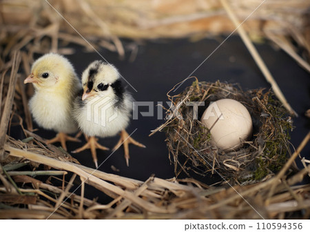 nest, egg and chick 110594356