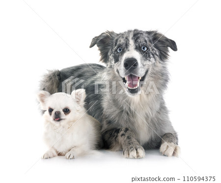 border collie and chihuahua in studio border collie and chihuahua in studio 110594375