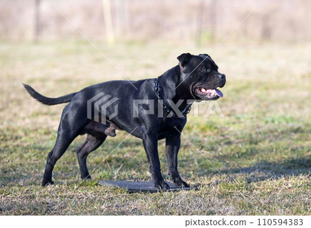 obedience training with a staffie obedience training with a staffie 110594383