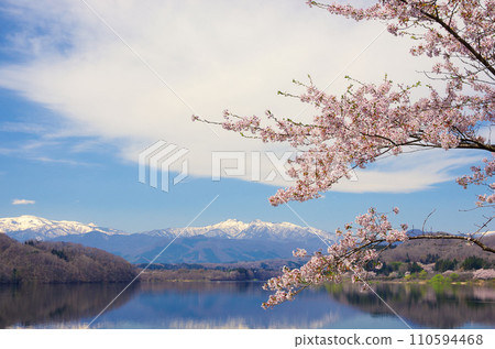 Cherry blossoms and Zao mountain range (Kamabo Lake) [Kawasaki Town, Miyagi Prefecture] 110594468