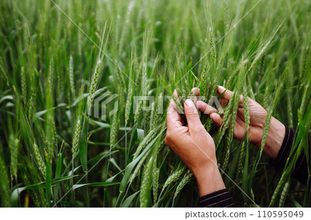 Farmer hand touches, checks immature sprouts of wheat. Agricultural growth, farming business concept 110595049