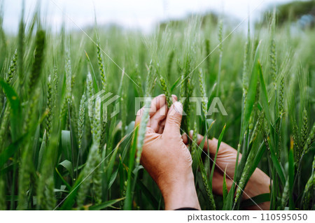 Farmer hand touches, checks immature sprouts of wheat. Agricultural growth, farming business concept 110595050