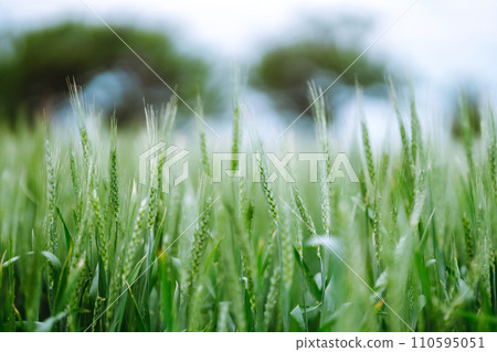 Unripe wheat - green wheat field. Agricultural growth and farming business concept. 110595051