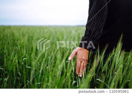 Farmer's hand touches immature sprouts of wheat. Agricultural growth and farming concept. Farmer's hand touches immature sprouts of wheat. Agricultural growth and farming concept. 110595061