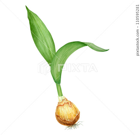 Narcissus, watercolor illustration of daffodils with bulb. Hand drawn watercolor painting of spring garden flower. White yellow botanical collection for greeting, wedding, Easter, Mothers day print 110595281