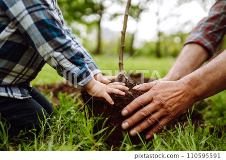Planting a family tree. Hands of grandfather and little boy planting young tree in the garden. Planting a family tree. Hands of grandfather and little boy planting young tree in the garden. 110595591