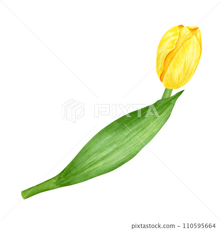 Yellow tulip. Watercolor hand drawn illustration of spring symbol, golden flower. Clip art for Easter, Mothers Day, Womens Day, March 8 cards, wedding, farmer and floristic prints, travelbook, packing Yellow tulip. Watercolor hand drawn illustration of spring symbol, golden flower. Clip art for Easter, Mothers Day, Womens Day, March 8 cards, wedding, farmer and floristic prints, travelbook, packing 110595664
