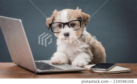 dog and computer 110596108
