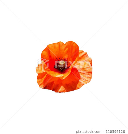 A bright orange poppy flower isolated on a white background. 110596128