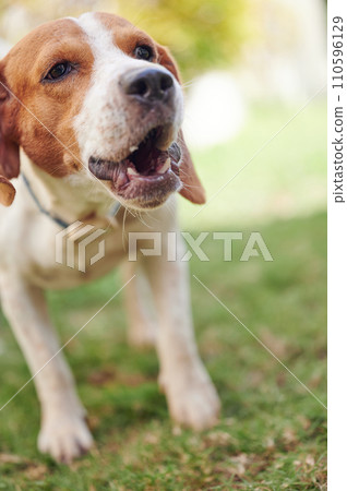 Close up of barking beagle dog 110596129
