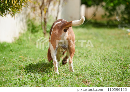 Butt of beagle dog 110596133