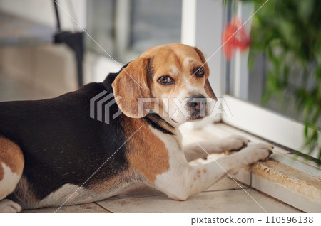 Lonely beagle dog sitting next to door Lonely beagle dog sitting next to door 110596138