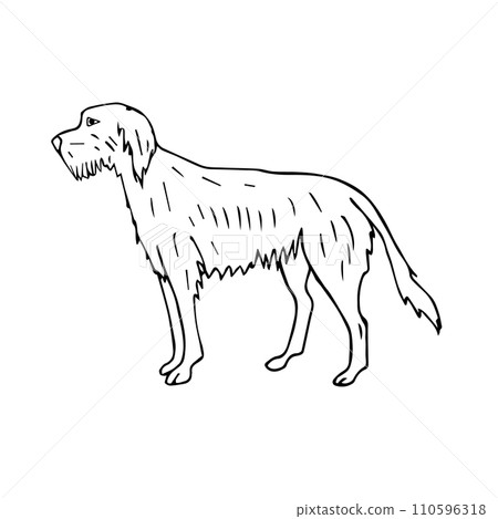 Vector hand drawn doodle sketch wolfhound dog Vector hand drawn doodle sketch wolfhound dog 110596318