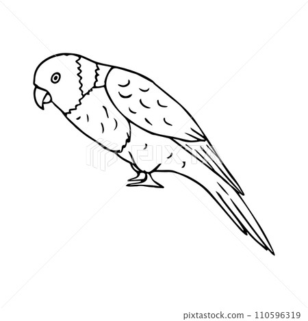 Vector hand drawn doodle sketch lory parrot 110596319