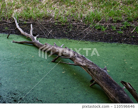 A bare, leafless branch is seen against green algae. 110596646