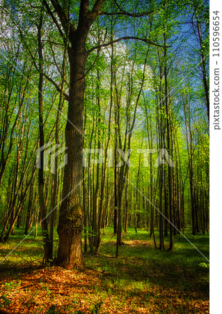 Dense woods showcasing tall trees and a ground covered with fallen leaves. Dense woods showcasing tall trees and a ground covered with fallen leaves. 110596654